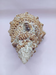  Natural Frog Conch Shell – side view with textured spines