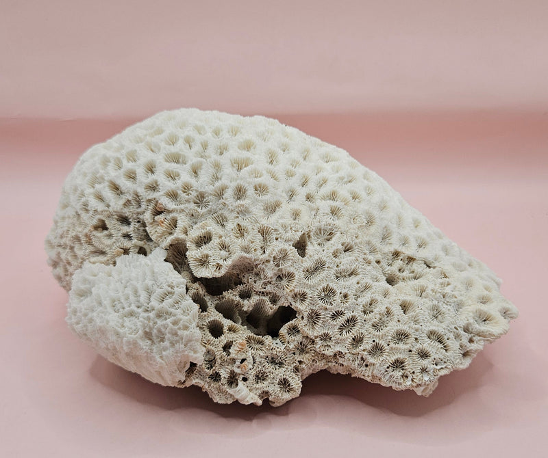 Vintage white brain coral specimen 8.25 inches, natural texture coastal home decor