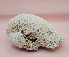 Vintage white brain coral specimen 8.25 inches, natural texture coastal home decor