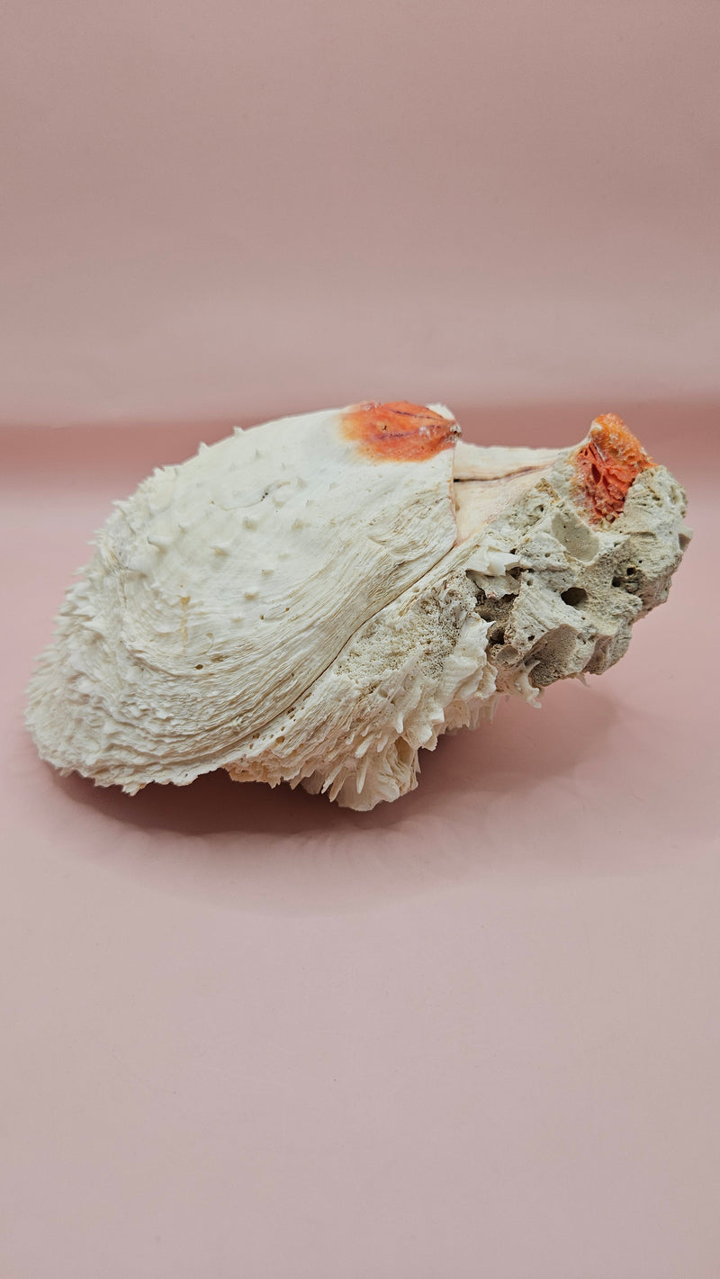 Spiny Spondylus shell with white ridges and orange tip on pink background
