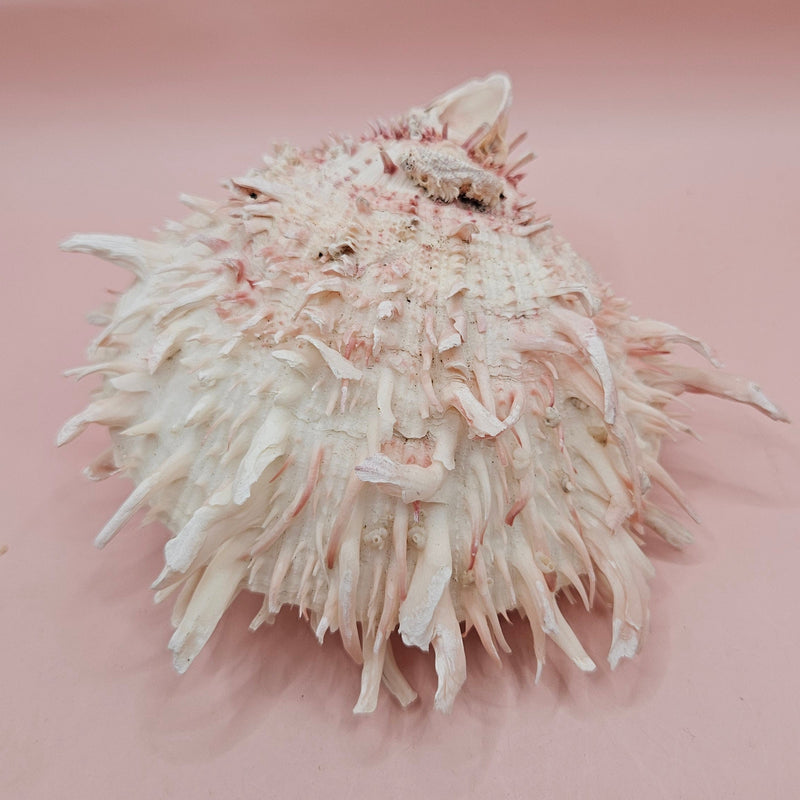 Stunning 5" hinged Spondylus shell in blush pink with long spines and natural texture—perfect for display in coastal or ocean-themed spaces