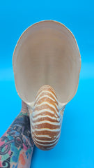Tiger Nautilus Shell – Striking Natural Ocean Decor (8