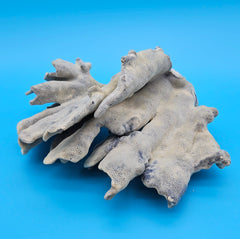 Blue Ridge Coral with ruffled edges and porous texture against blue background