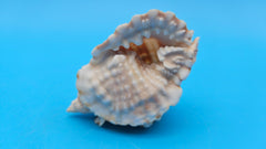 Distorsio anus shell, 3 inches, ribbed twisted form with brown-and-cream stripes and flared lip.