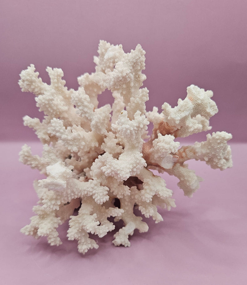 Close-up of vintage brownstem coral with intricate branching patterns, measuring 7.5"x7", displayed on a soft purple background