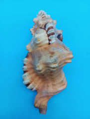Perry Triton Cymatium 5.9