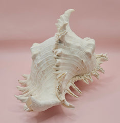 Murex Ramosus Conch – Large Spiny Seashell for Coastal & Nautical Decor 