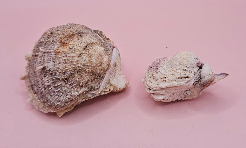 Vintage Spondylus shell pair with handwritten 1965 collection note on pink background