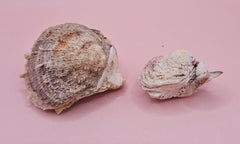 Vintage Spondylus shell pair with handwritten 1965 collection note on pink background