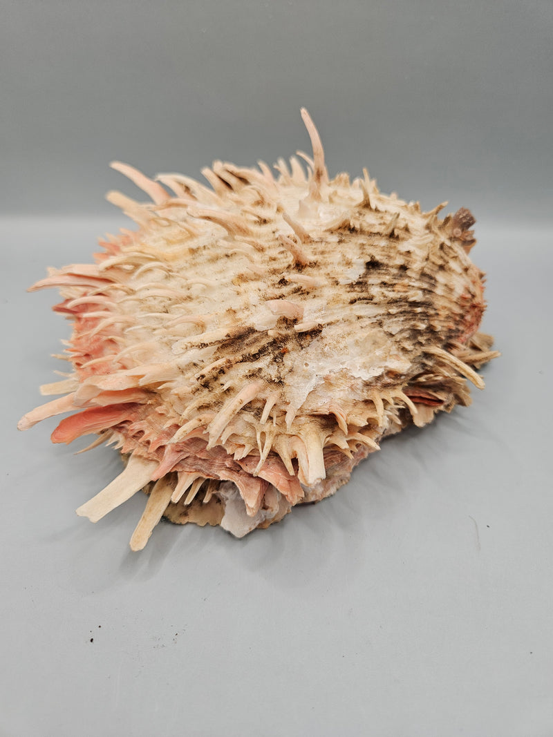 Vintage Spondylus shell, 6.5 inches wide, featuring natural spines and vibrant color, perfect for ocean-themed décor or collections.