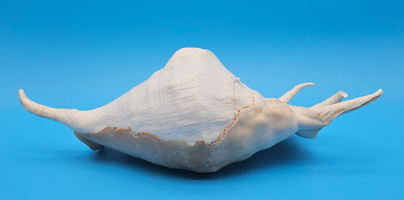 Extra large mutant Lambis truncata display shell for coastal home decor - premium natural specimen