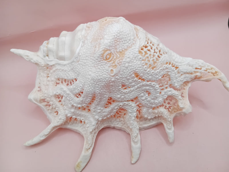 Hand-carved Lambis truncata shell with octopus design – 9.5 inches