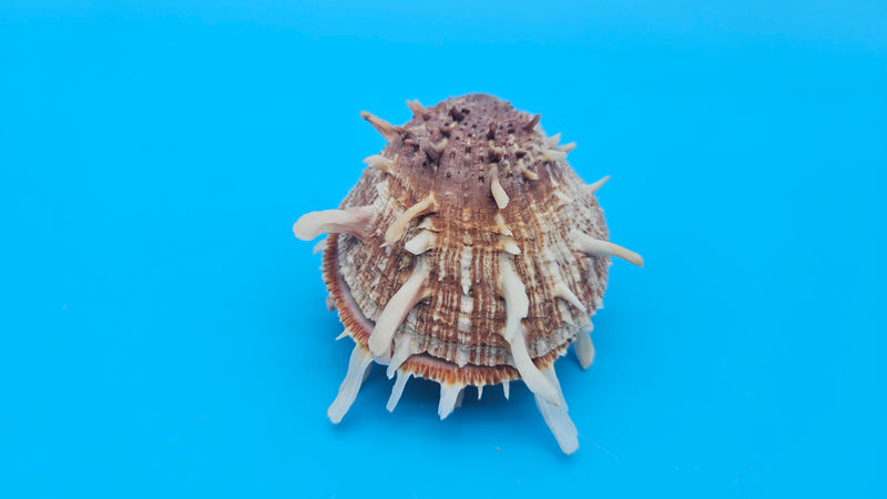 Spiny Spondylus Shell Pair 3.5" – Bold Coastal Display Shells for Home Décor
