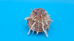Spiny Spondylus Shell Pair 3.5