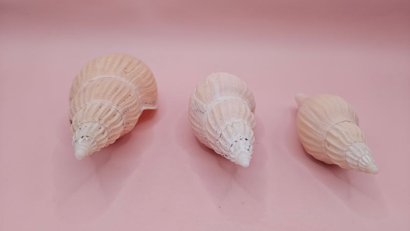 Set of three Fulgoraria nagouchii hyashi display shells in different growth stages