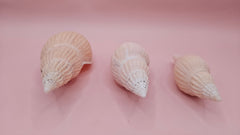 Set of three Fulgoraria nagouchii hyashi display shells in different growth stages
