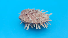  Spiny reddish-brown Spondylus shell pair opened and closed, displayed on a bright blue background