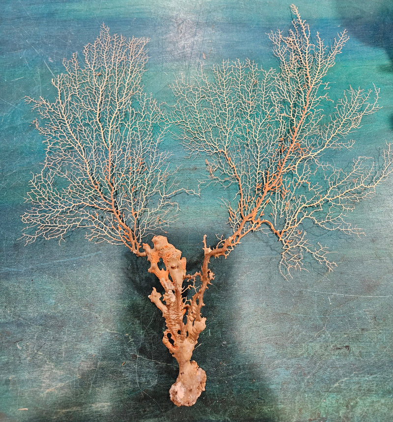 Delicate natural sea fan, 17 inches by 16.25 inches, featuring intricate branching, perfect for coastal décor or wall display.