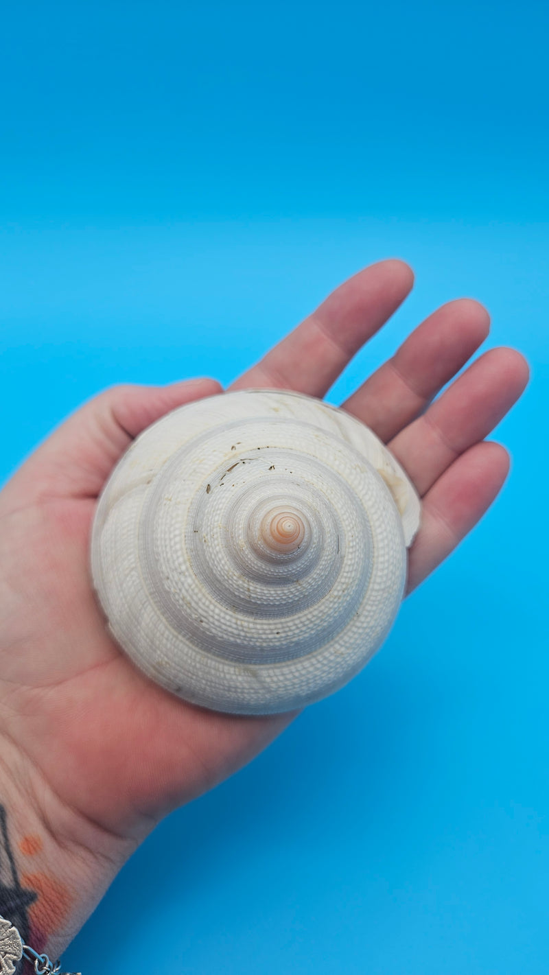  Rare Pleurotomaria hirasei spiral shell with operculum intact, natural creamy tones on blue background