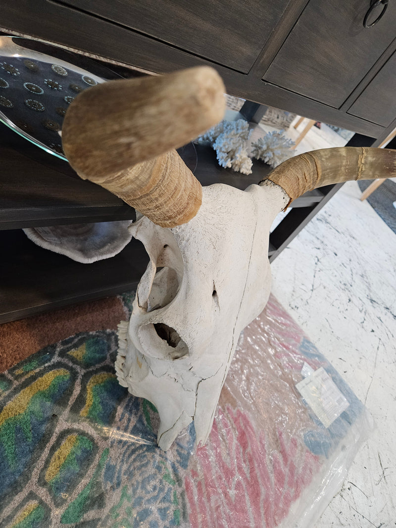 A 22.5"x21" real steer skull head with natural bone finish, perfect for rustic Western or farmhouse décor.