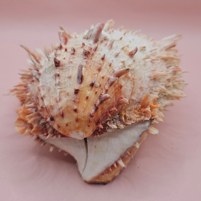 Large 5.7-inch Spondylus shell with coral tones and layered spines, shown open with smooth ivory interior on pink background