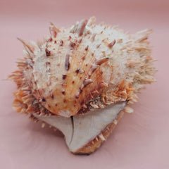 Large 5.7-inch Spondylus shell with coral tones and layered spines, shown open with smooth ivory interior on pink background