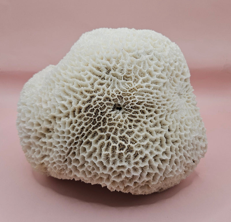 Vintage white brain coral specimen 8 inches, natural texture coastal home decor