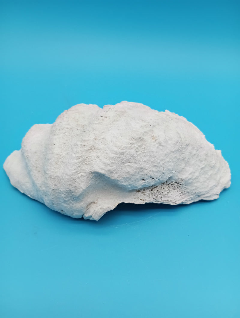 Derasa Clam Shell – Tridacna derasa, 7"
