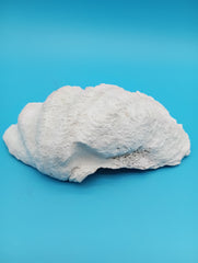 Derasa Clam Shell – Tridacna derasa, 7
