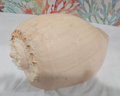 Crowned Baler Melon Shell 10