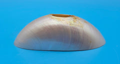 Bottom cut tiger nautilus shell showing exterior stripes and interior pearly chambers