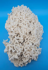Merulina Coral 18.25