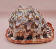 Bullmouth Cameo helmet shell with peach interior and textured dark outer ridges