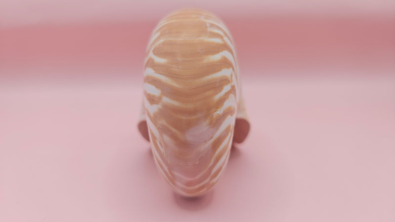 3.5-inch natural nautilus shell with smooth spiral pattern and creamy pearlescent finish.