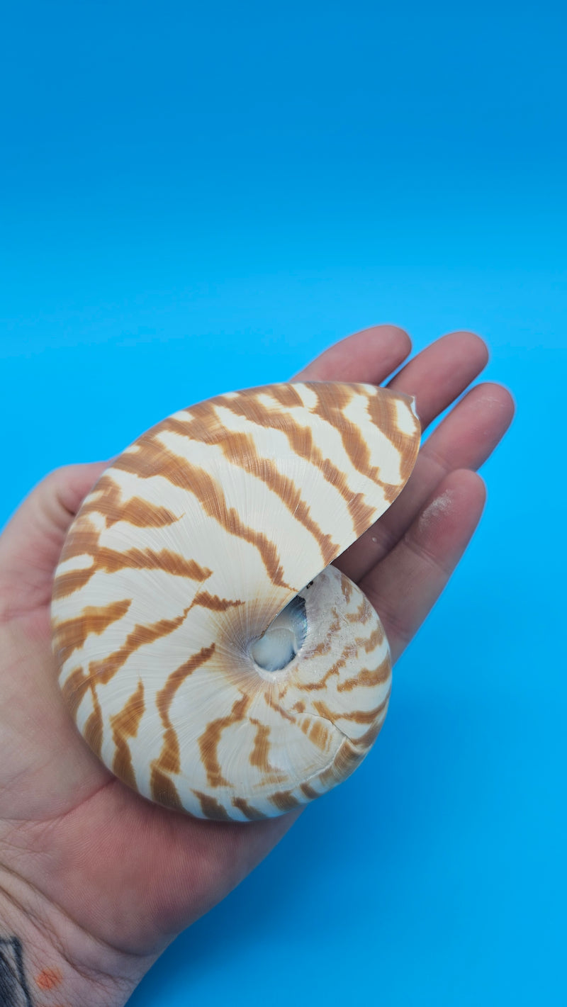 Tiger Nautilus Shell – Striking Natural Ocean Decor 3.7"