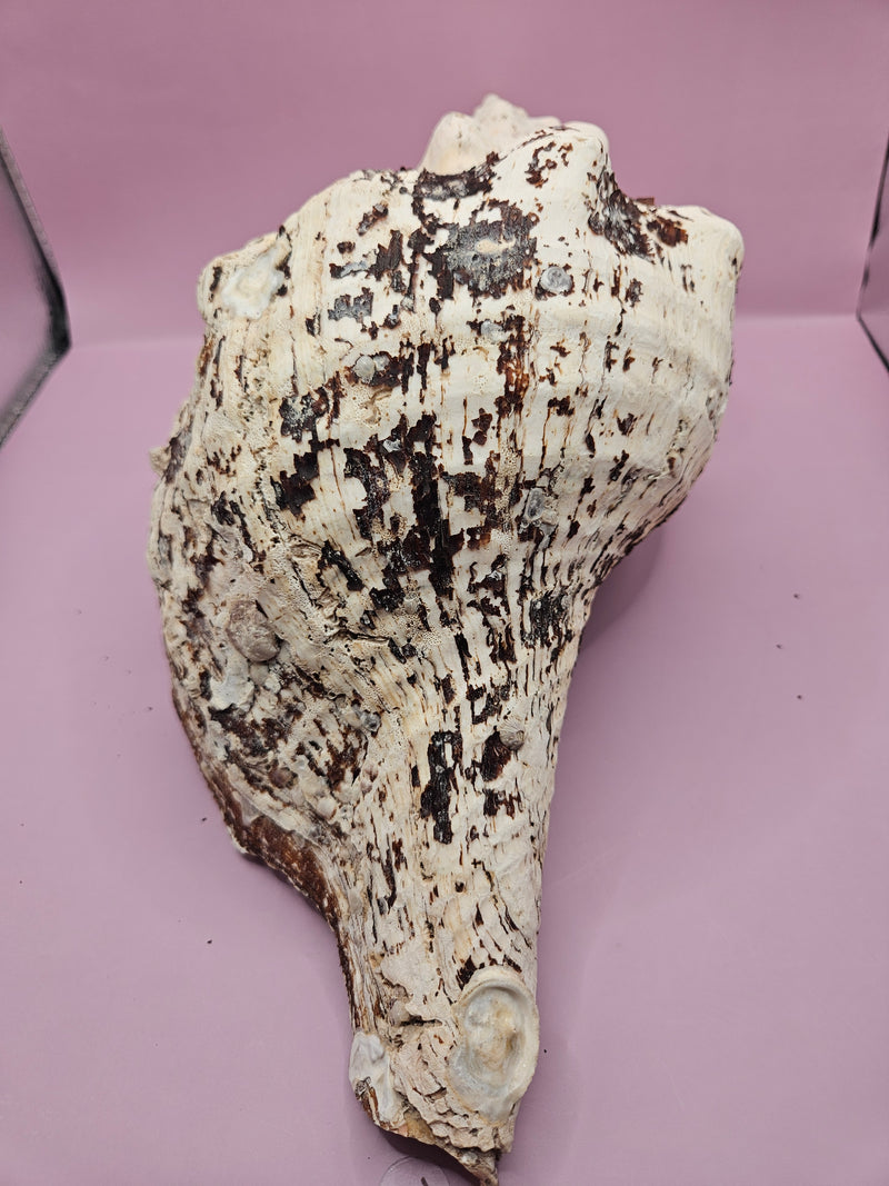 Horse Conch Shell-14.75"