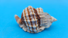 Distorsio anus shell, 3 inches, ribbed twisted form with brown-and-cream stripes and flared lip.
