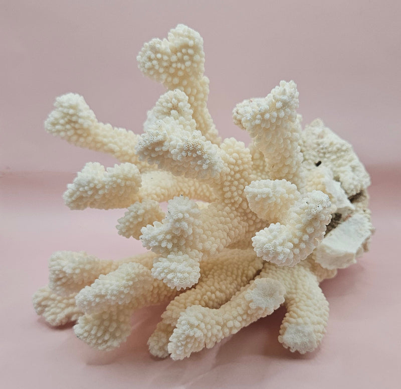 Vintage Cauliflower Coral Specimen 9" – Textured Ivory Coral Display Piece