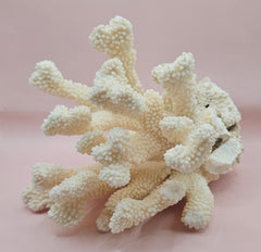 Vintage Cauliflower Coral Specimen 9