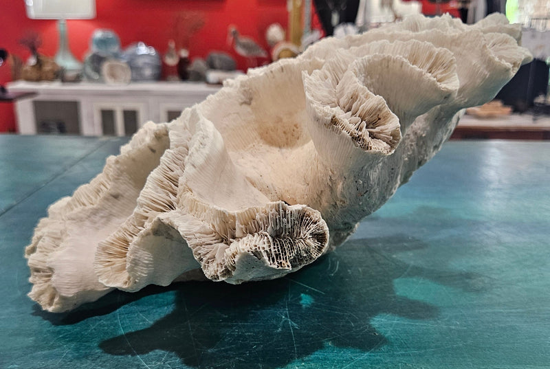 large vintage white open brain coral specimen with radial pattern 