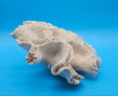 Vintage open brain coral specimen for coastal home decor - natural marine piece