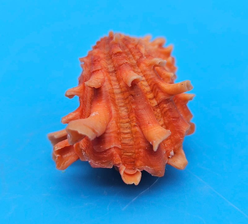 Orange Cardium cardita shell with spiny texture from Bantayan Island for coastal décor display, approx. 1.3 inches