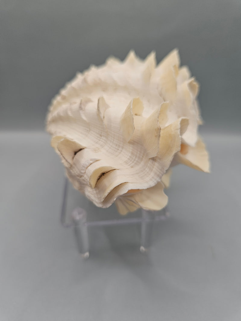 Squamosa clam shell pair, 6 inches wide, featuring natural ridges and textures