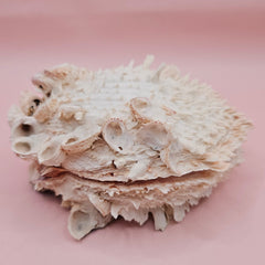 Cream hinged Spondylus shell with barnacle growth and textured spines, 4.7 inches long on a pink background