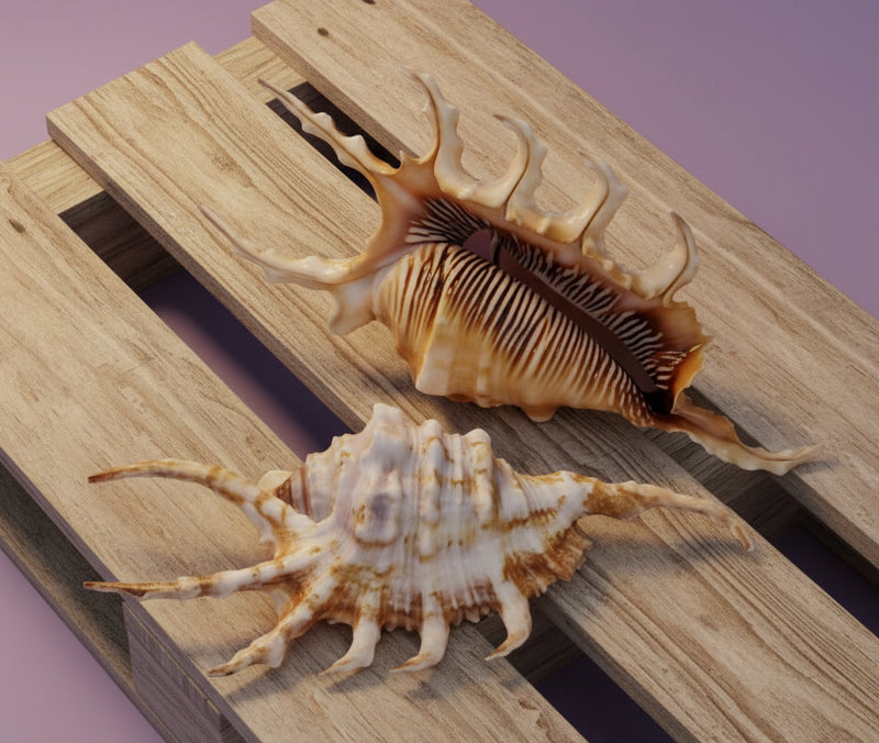 Purple Lambis Scorpion Shell – Lambis scorpius | Loving Coastal Living