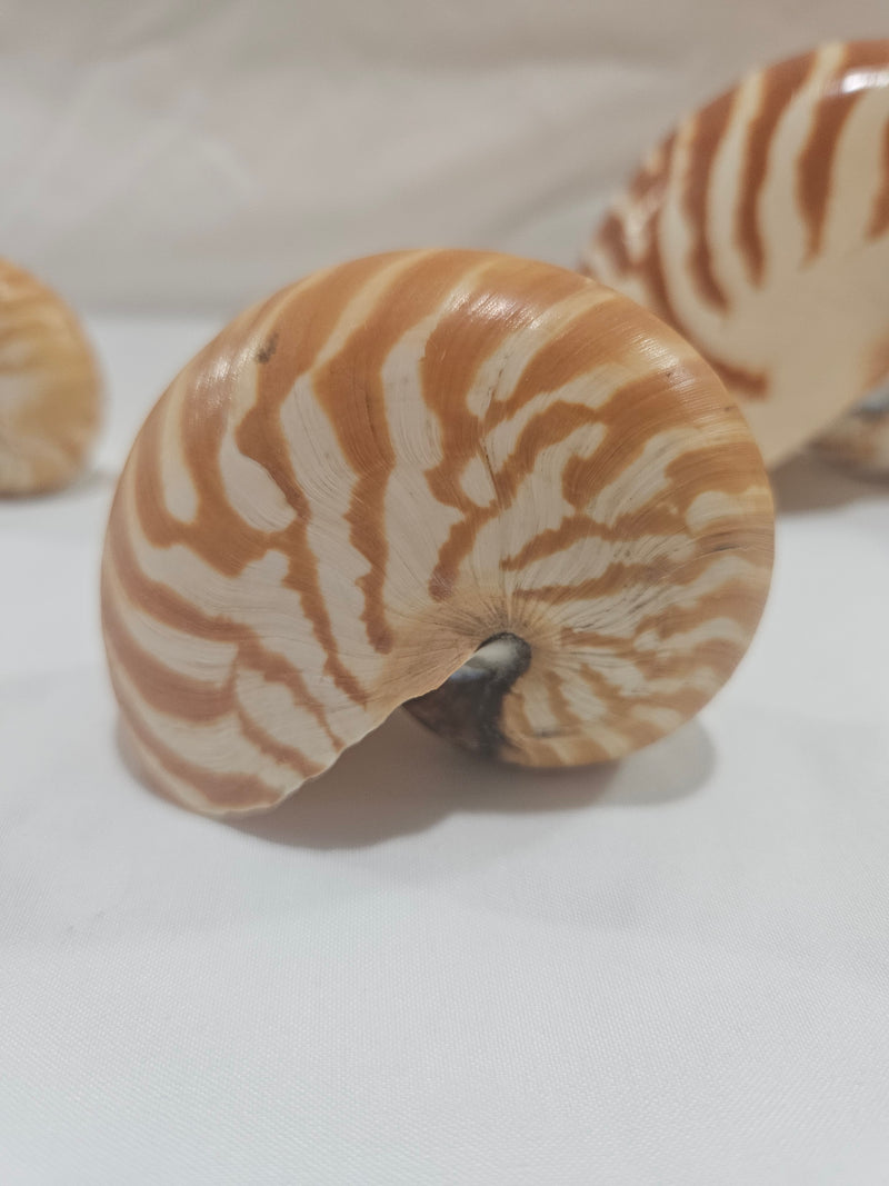 Chambered Tiger Stripe Nautilus Shell