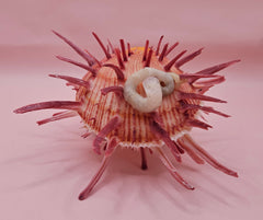 Colorful Spondylus varius shell with long pink spines, coral buildup, and worm tube, displayed on pink background