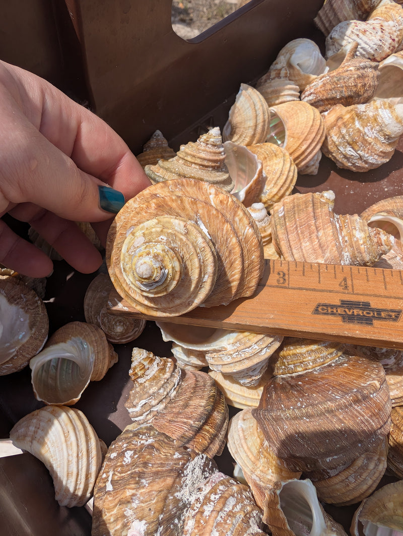 Natural Ribbed Turbo Shell