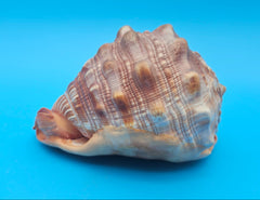Bullmouth Helmet Shell 6.5