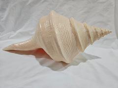 Large Monster Australian Trumpet Shell 18